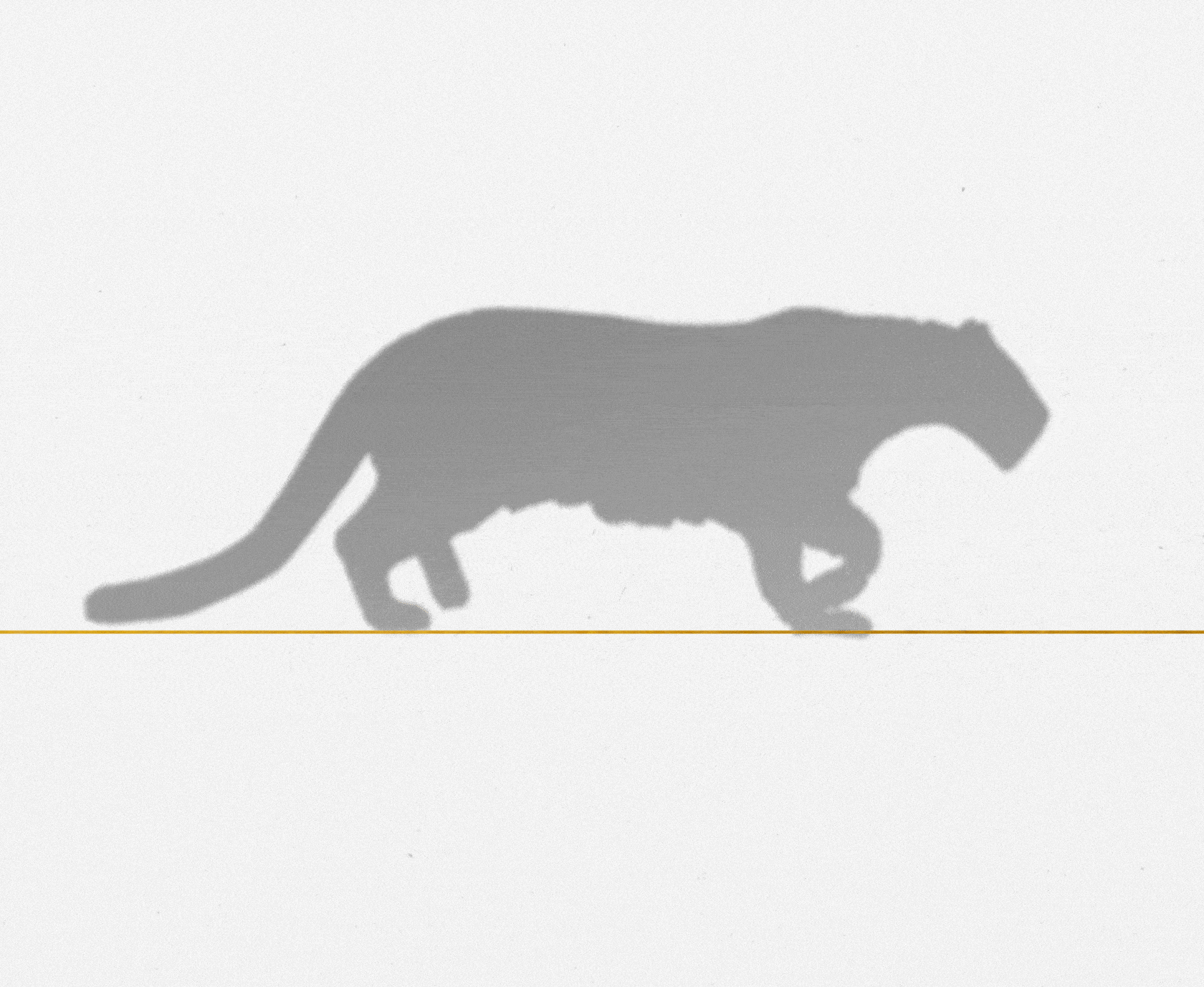 The Panther in Cartier’s History